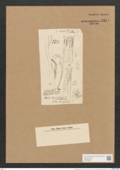 Berkeleya lineata (Kuetz.) Grun. (de-Toni-Nr.: Genus 21, Species 1234) Zeichnungen Sammlung Grunow Nr. 2374 (NHMW-BOT-W0369508)